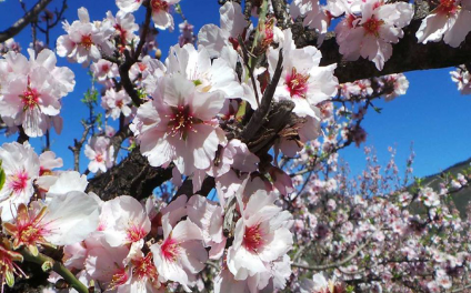 Datça Badem Çiçeği Festivali ve Marmaris Turu ( 1 Gece Konaklamalı)
