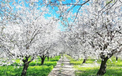 GÜNÜBİRLİK DATÇA BADEM ÇİÇEĞİ FESTİVALİ